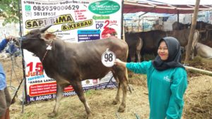 Sapi Bima Qurban 2017 Kode : 98 Di Jakarta