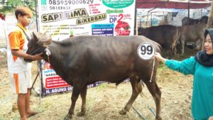 Sapi Bima Qurban 2017 Kode : 99 Di Jakarta