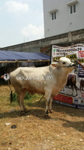 Sapi Bima Qurban 2017 kode: 1 di jakarta