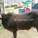 Sapi Bima Qurban 2017 Kode : 100 Di Jakarta