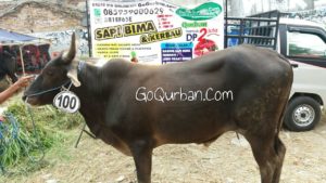 Sapi Bima Qurban 2017 Kode : 100 Di Jakarta