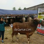 Sapi Bima Qurban 2017 Kode : 12 Di Tangerang