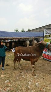 Sapi Bima Qurban 2017 Kode : 12 Di Tangerang