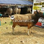 Sapi Bima Qurban 2017 Kode : 14 Di Jakarta