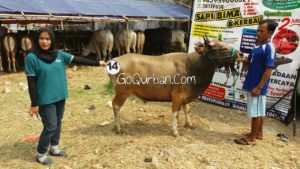 Sapi Bima Qurban 2017 Kode : 14 Di Jakarta