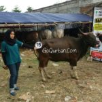 Sapi Bima Qurban 2017 Kode : 15 Di Jakarta