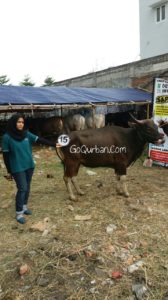 Sapi Bima Qurban 2017 Kode : 15 Di Jakarta