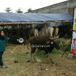 Sapi Bima Qurban 2017 Kode : 16 Di Jakarta