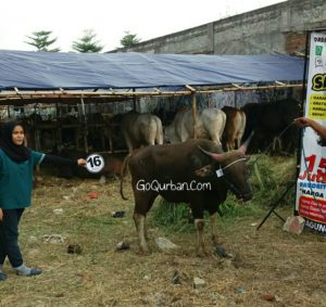 Sapi Bima Qurban 2017 Kode : 16 Di Jakarta