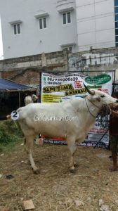 Sapi Bima Qurban 2017 Kode : 2 Di Jakarta Barat