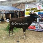 Sapi Bima Qurban 2017 Kode : 24 Di Jakarta Selatan