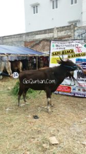 Sapi Bima Qurban 2017 Kode : 24 Di Jakarta Selatan