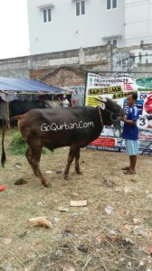 Sapi Bima Qurban 2017 Kode : 3 Di Jakarta Pusat