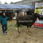 Sapi Bima Qurban 2017 Kode : 37 Di Jakarta