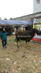 Sapi Bima Qurban 2017 Kode : 37 Di Jakarta