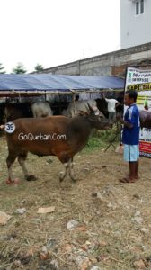 Sapi Bima Qurban 2017 Kode : 39 Di Cibubur