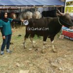 Sapi Bima Qurban 2017 Kode : 41 Di Jakarta