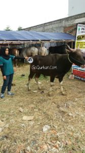 Sapi Bima Qurban 2017 Kode : 41 Di Jakarta