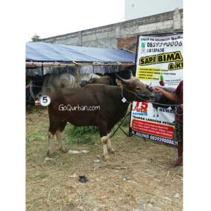 Sapi Bima Qurban 2017 Kode : 5 Di Jakarta Timur