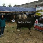 Sapi Bima Qurban 2017 Kode : 7 Di Jakarta Selatan