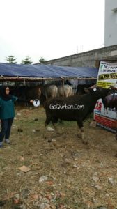 Sapi Bima Qurban 2017 Kode : 7 Di Jakarta Selatan