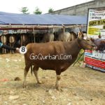 Sapi Bima Qurban 2017 Kode : 8 Di Jakarta