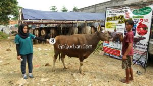 Sapi Bima Qurban 2017 Kode : 8 Di Jakarta