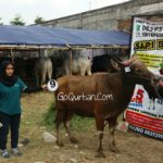 Sapi Bima Qurban 2017 Kode : 9 Di Jakarta