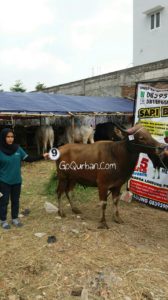 Sapi Bima Qurban 2017 Kode : 9 Di Jakarta