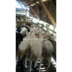 Jual Hewan Qurban Kambing