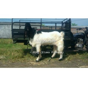 Kambing Qurban ETAWA PREMIUM