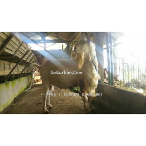 Kambing Qurban SAANEN PREMIUM