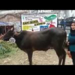 Sapi Bima Qurban 2017 Kode : 100 Di Jakarta