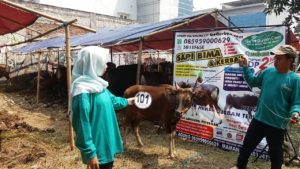 Sapi Bima Qurban 2017 Kode : 101 di Jakarta