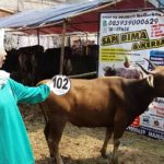 Sapi Bima Qurban 2017 Kode : 102 Di Jakarta