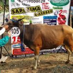 Sapi Bima Qurban 2017 Kode: 105 Di Tangerang