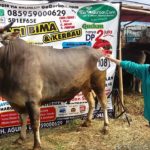 Sapi Bima Qurban 2017 Kode : 108 Di Jakarta