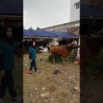 Sapi Bima Qurban 2017 Kode : 11 Di Jakarta