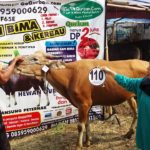 Sapi Bima Qurban 2017 Kode : 110 Di Jakarta