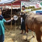 Sapi Bima Qurban 2017 Kode : 114 Di Jakarta