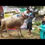 Sapi Bima Qurban 2017 Kode : 118 Di Jakarta