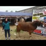 Sapi Bima Qurban 2017 Kode : 12 Di Tangerang