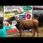 Sapi Bima Qurban 2017 Kode : 120 Di Jakarta