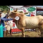 Sapi Bima Qurban 2017 Kode : 121 Di Jakarta