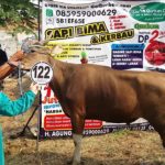 Sapi Bima Qurban 2017 Kode : 122 Di Jakarta