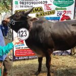 Sapi Bima Qurban 2017 Kode : 123 Di Cililitan