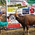 Sapi Bima Qurban 2017 Kode : 124 Di Jakarta