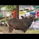 Sapi Bima Qurban 2017 Kode : 125 Di Jakarta