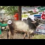 Sapi Bima Qurban 2017 Kode : 126 Di Jakarta