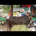 Sapi Bima Qurban 2017 Kode : 127 Di Jakarta